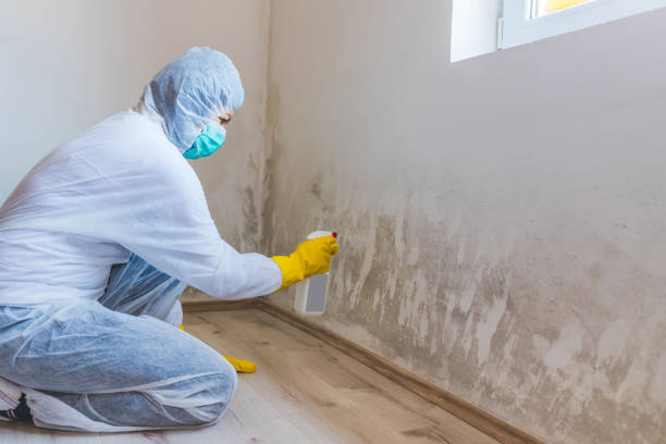 Licensed Mold Remediation service in Wakefield, VA - WQB Mold Removal